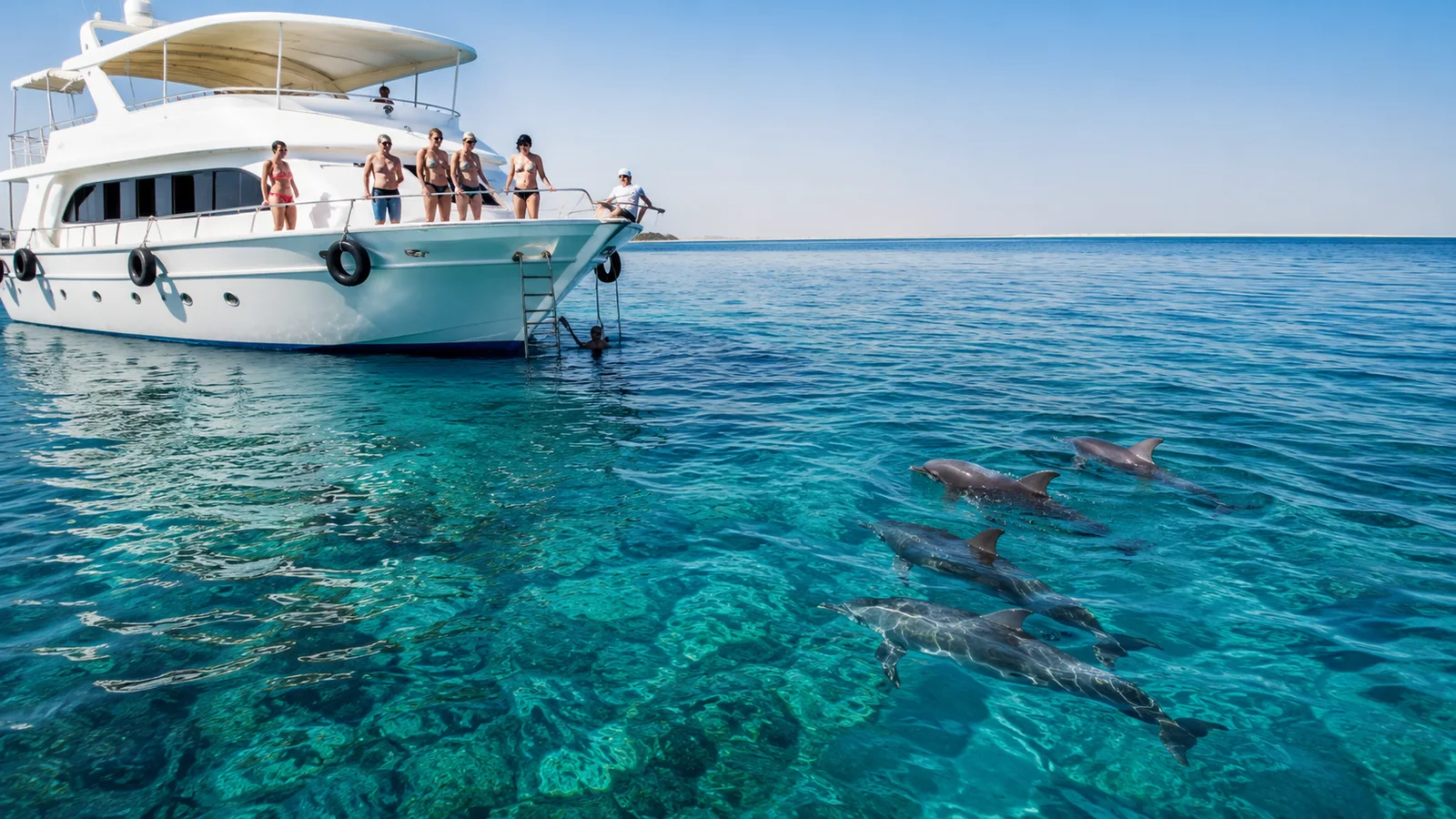 Dolphin House: nada con delfines salvajes
