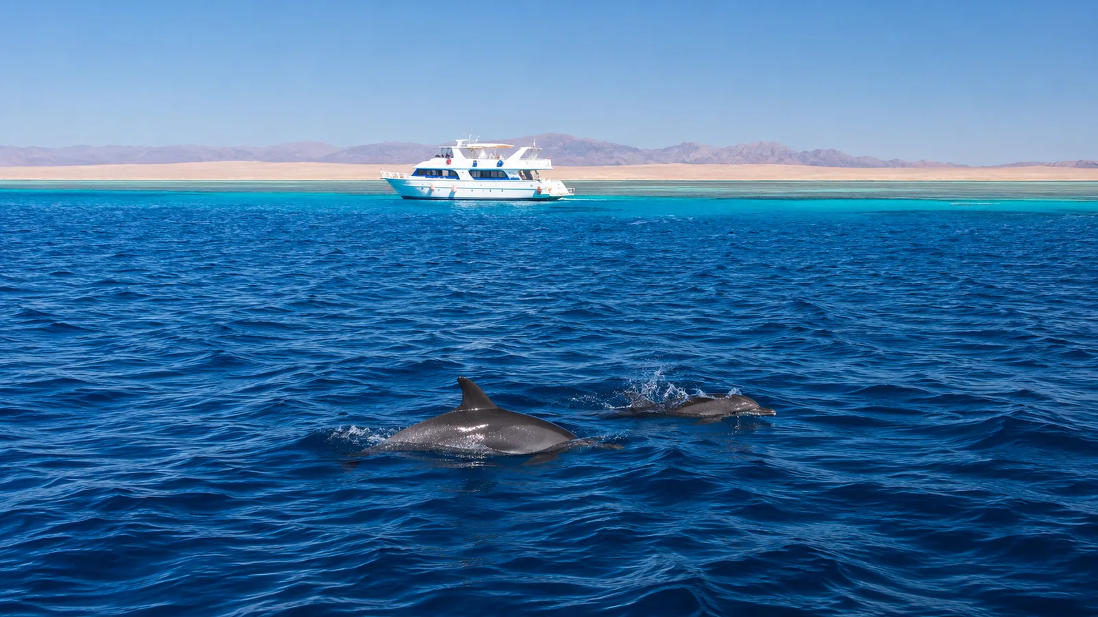 Dolphin House: nada con delfines salvajes (3)