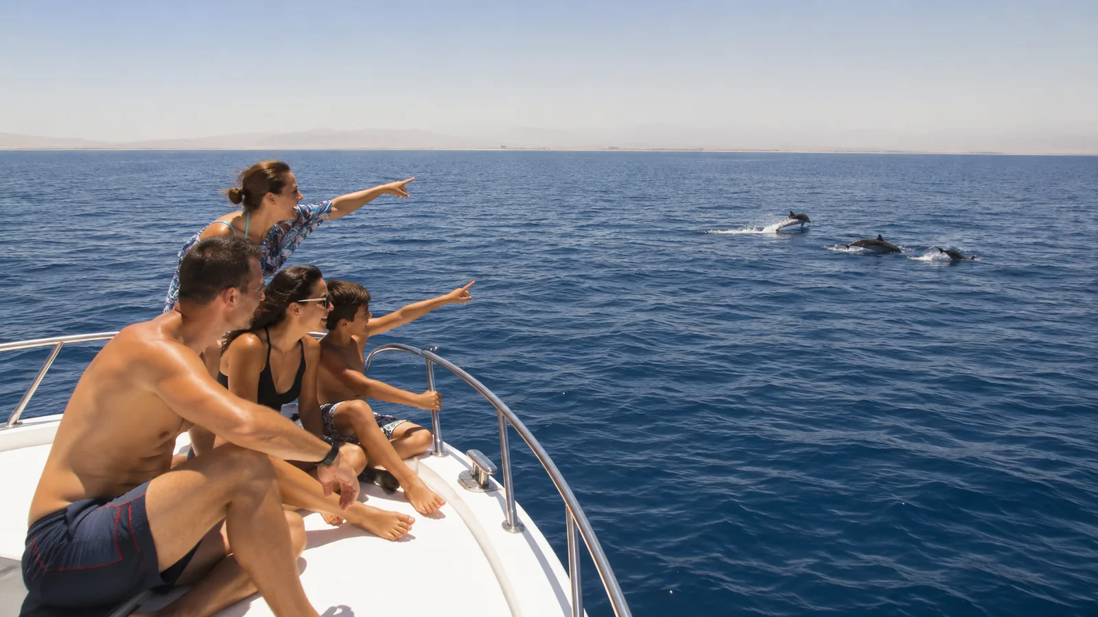 Dolphin House: nada con delfines salvajes (6)